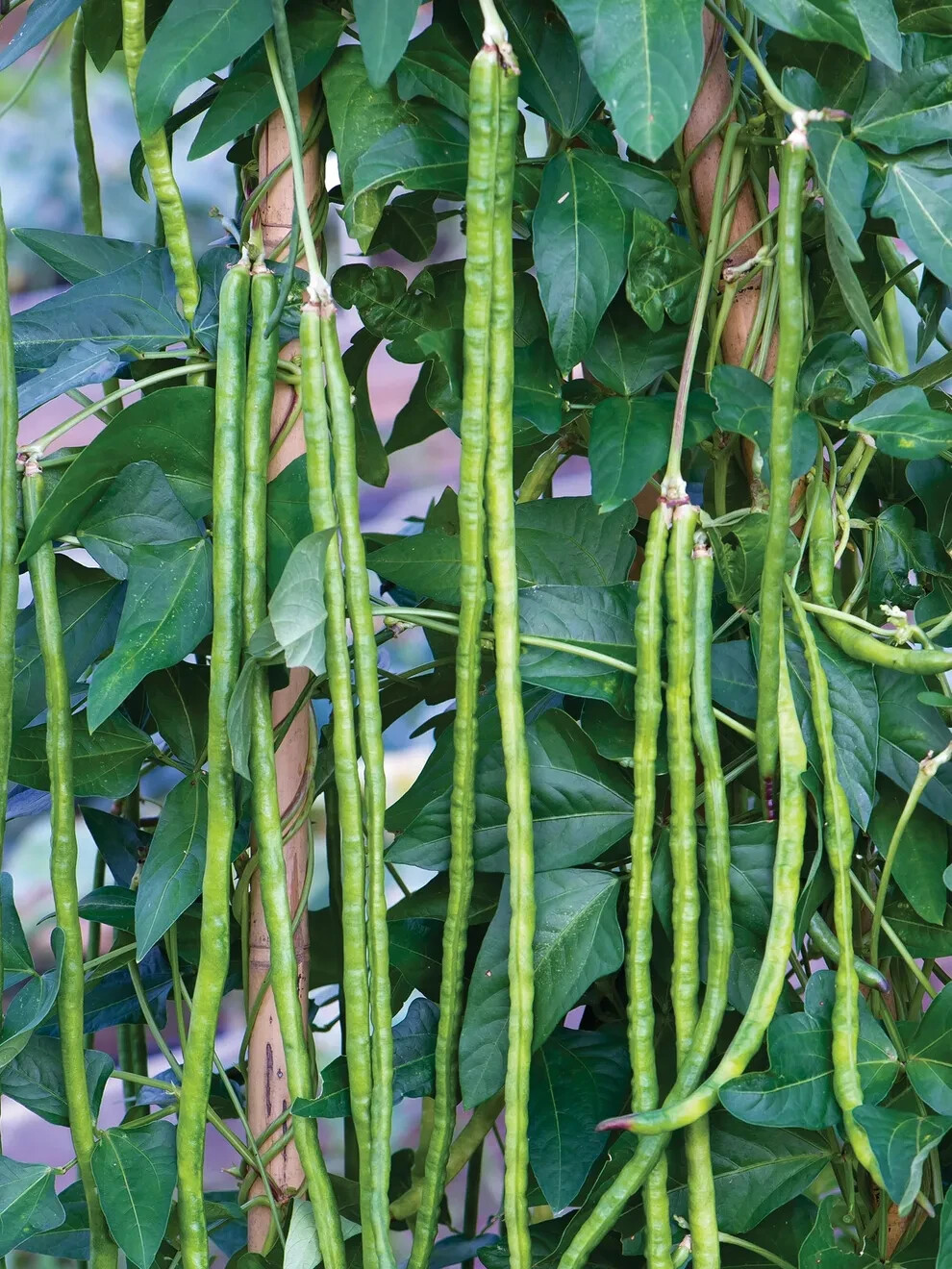 Kurosanjaku Japanese Yard Long Bean Seeds (25) / ORGANIC / HEAT TOLERANT / RARE