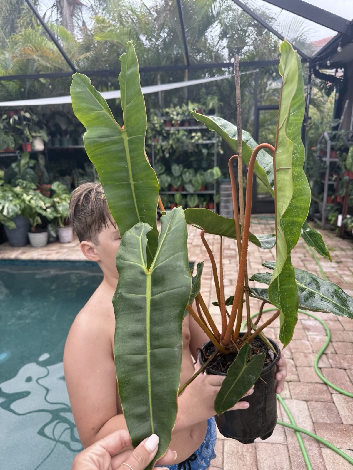 Philodendron Billietiae XL Mother Plant Free Shipping