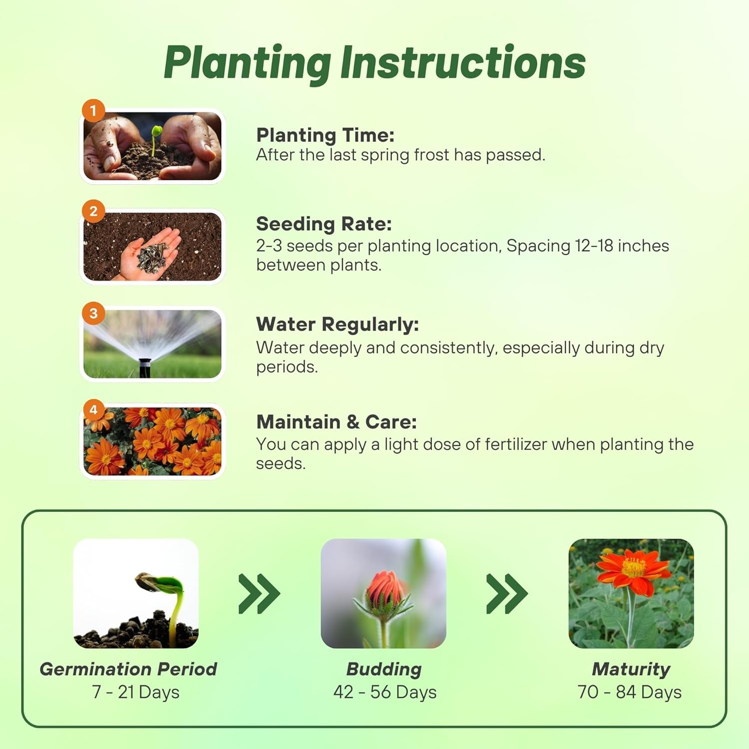 1000 Seeds Orange Mexican Sunflower Seeds For Planting | Tithonia Speciosa