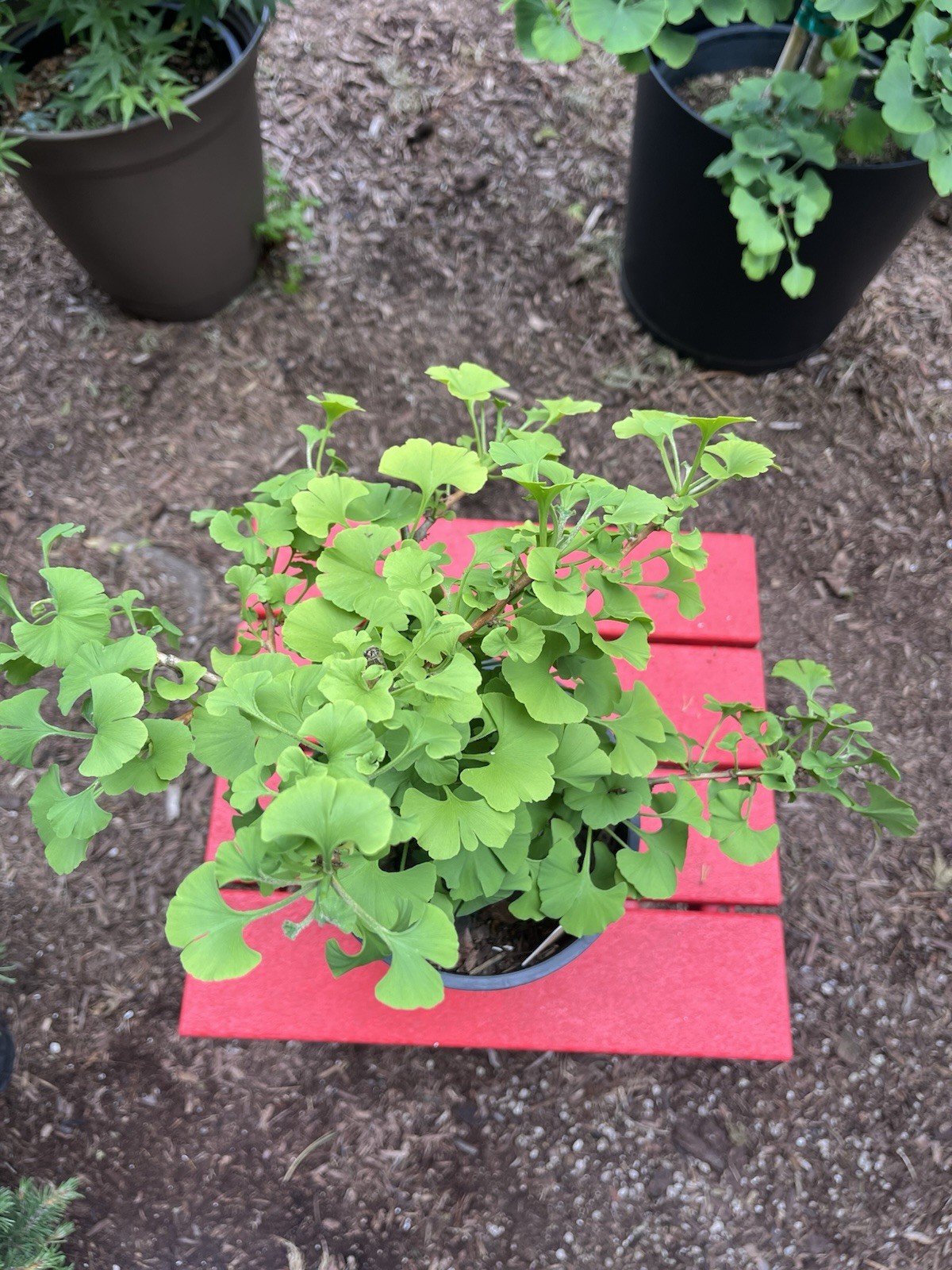 Ginkgo Biloba Tree “Mariken Maidenhair” Pre-Bonsai