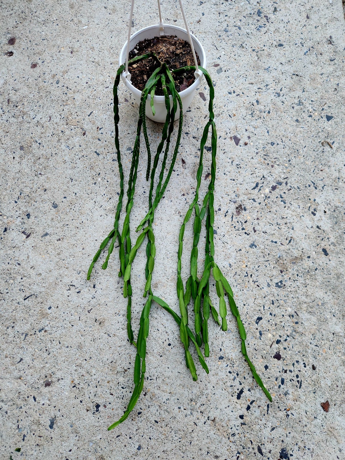 Rhipsalis Paradoxa 6″ Hanging Basket Live Rare Plant
