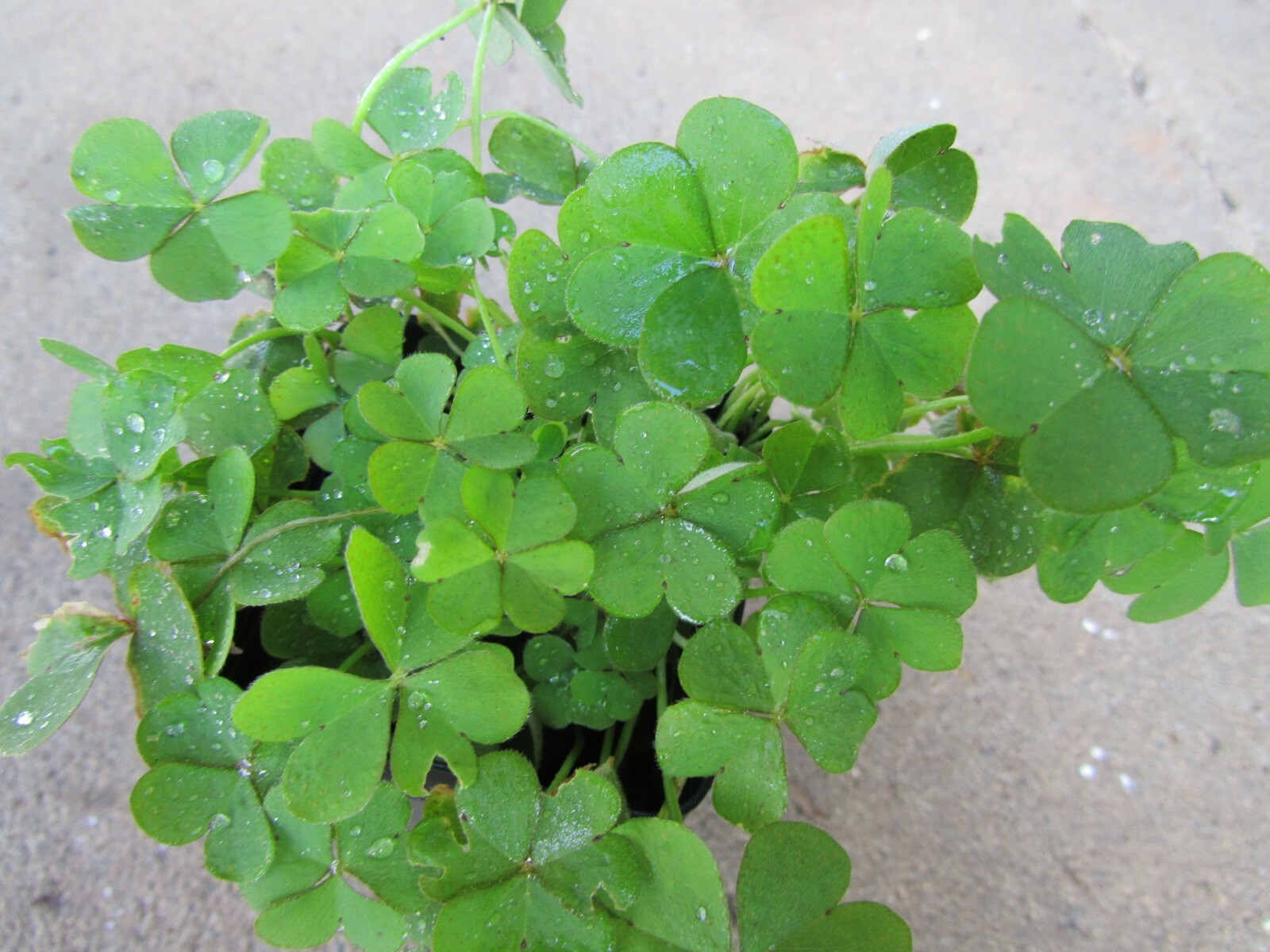 3 plants Pink Oxalis Wood Sorrel Fresh Ready To Plant