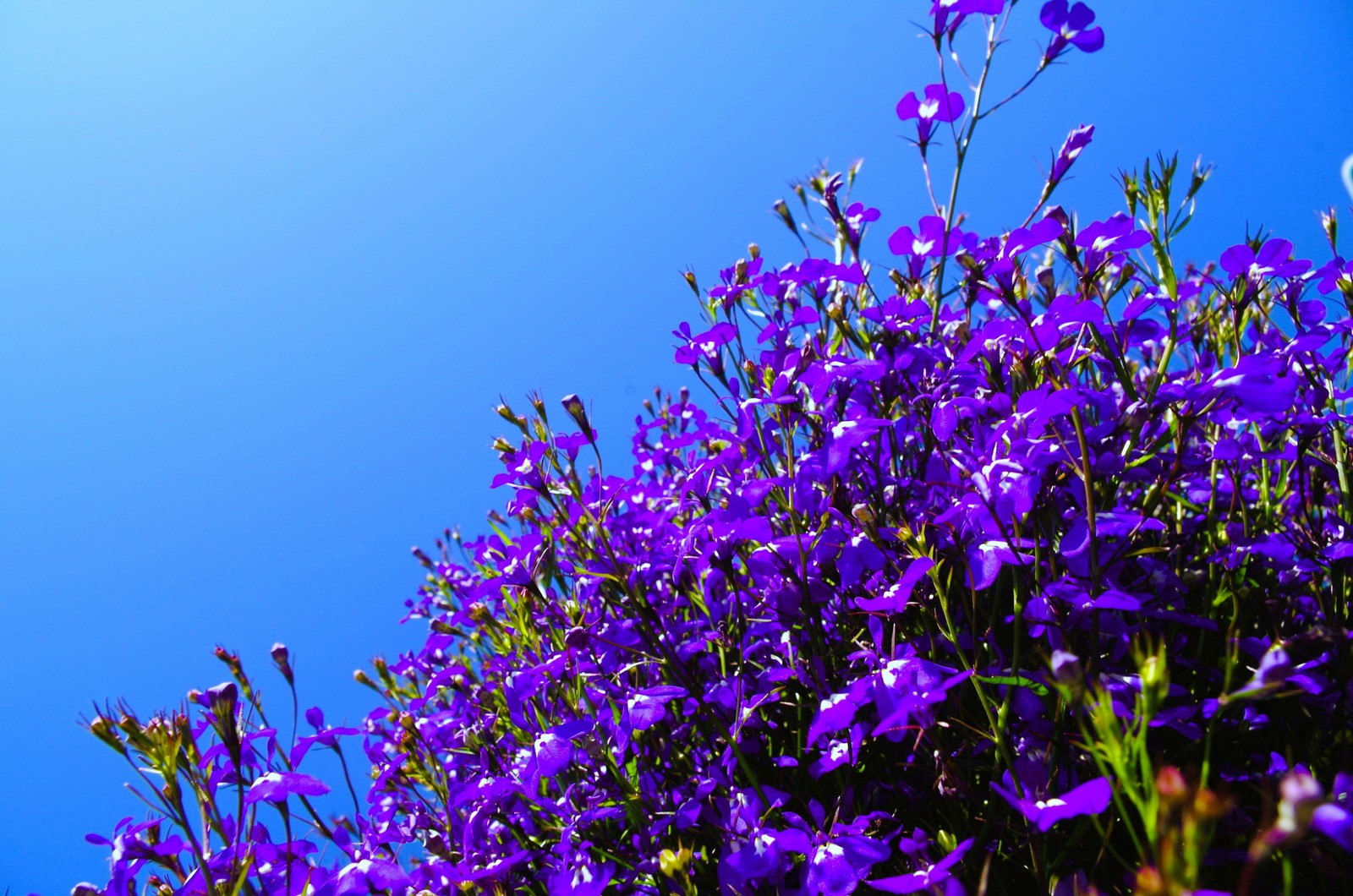 200 MRS CLIBRAN LOBELIA Erinus Lavender Purple & White Flower Seeds *Comb S/H