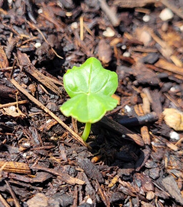 Hibiscus Sabdariffa/Jamaican Sorrel/Roselle/Florida Cranberry 40 Seeds