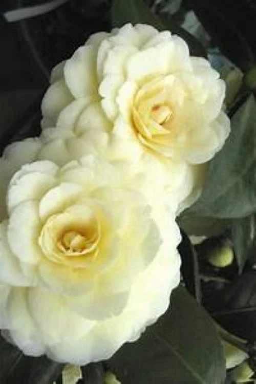 **LEMON GLOW*Unique Bloom**Camellia Japonica-Live Starter Plant -USA SELLER