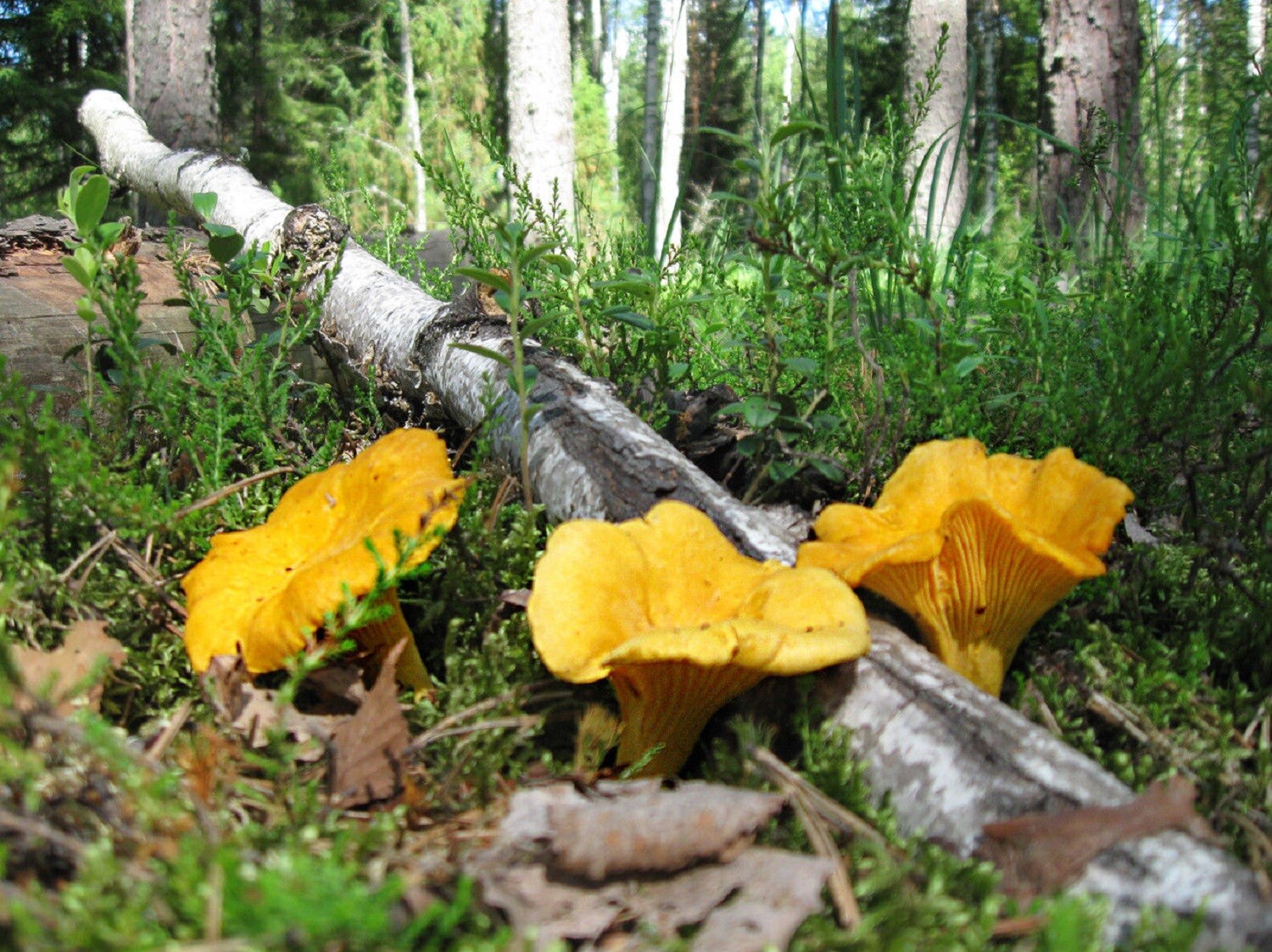 Seeds Mushroom Chanterelle Yellow Mycelium Spawn Spores Organic Ukraine