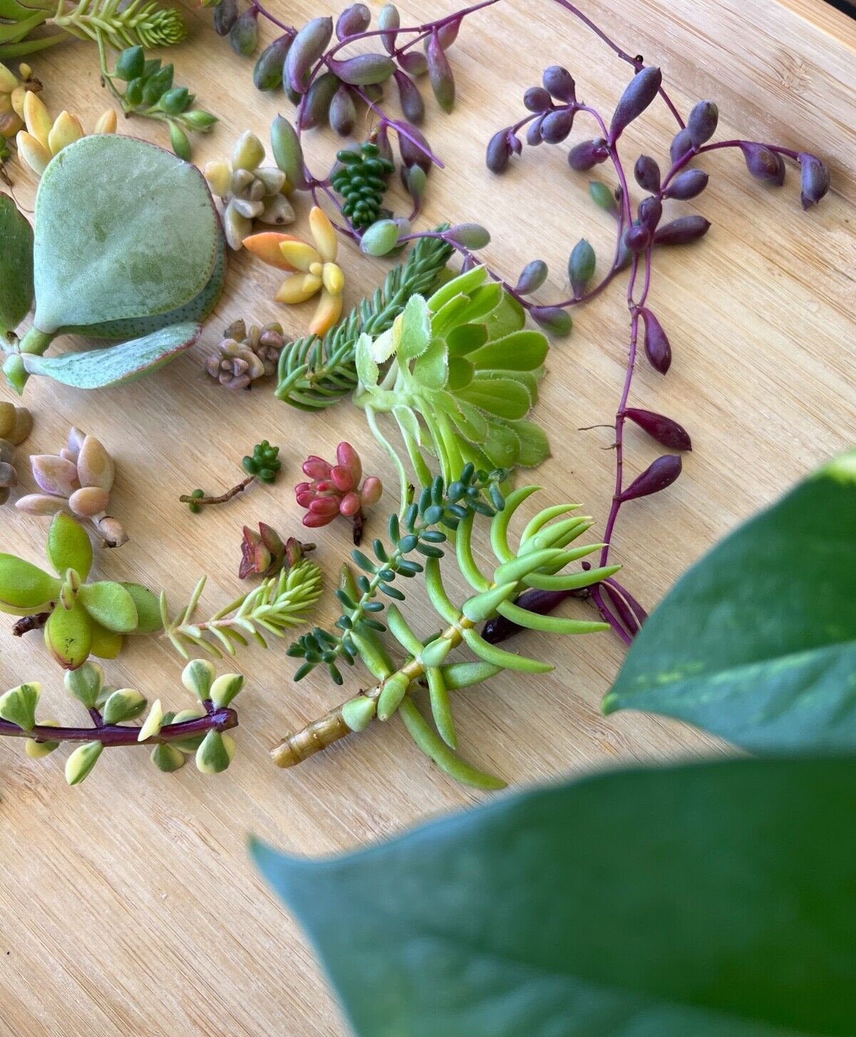 Cutting Succulents & 3 kind of String & 1 Extra Assorted Box Free Shipping