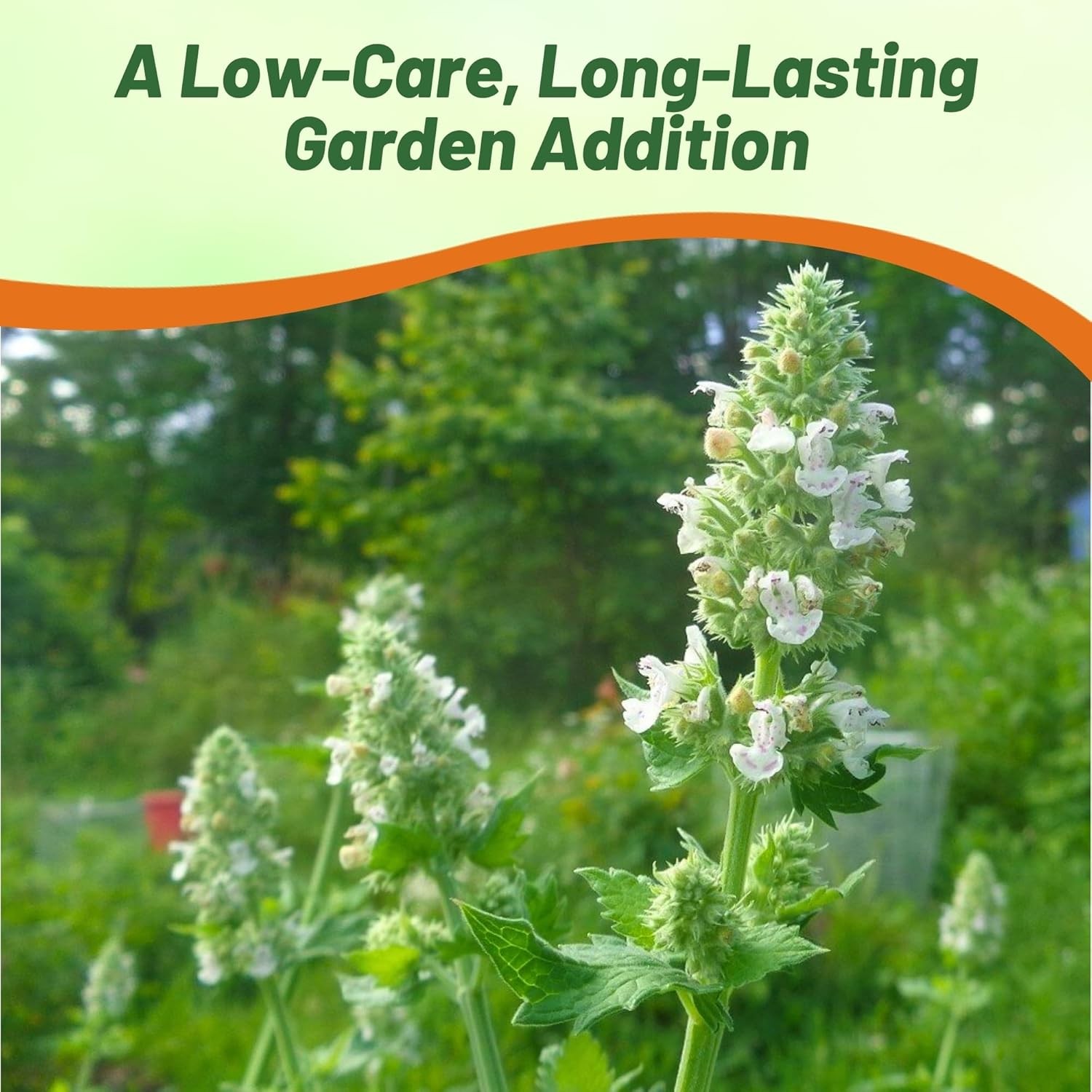 10000 Seeds Common Catmint Nepeta Cataria White Flowering Drought Resistant Herb