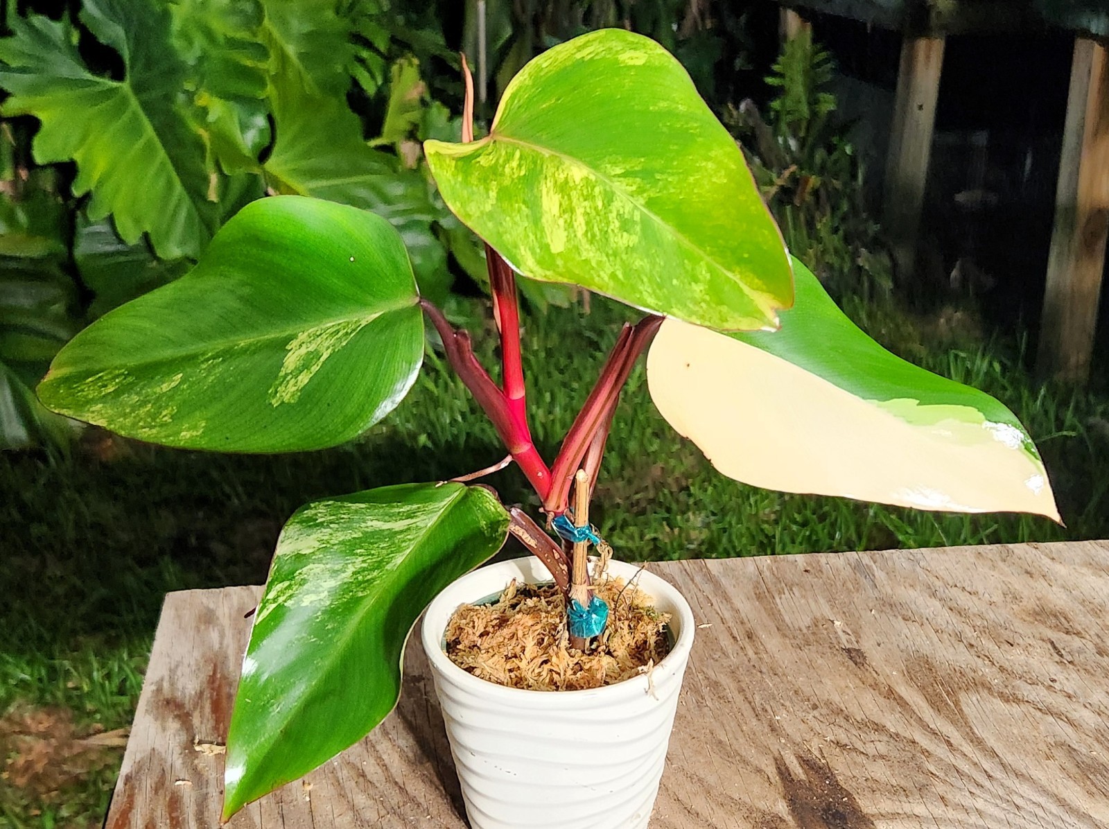Philodendron Strawberry Shake Plant in 4″ Pot 10″ Tall 17″ Wide