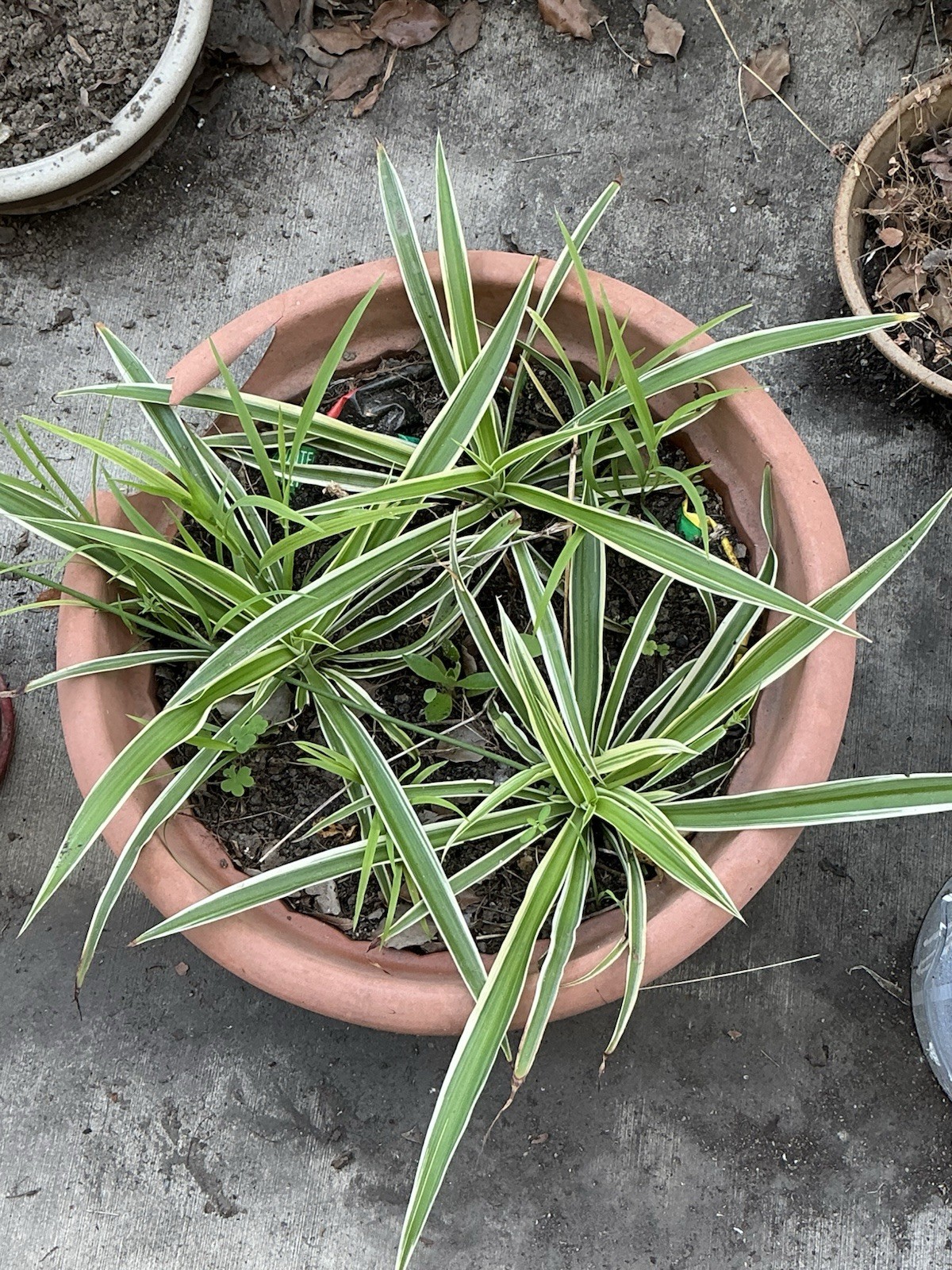 Lot Of 3 Spider Airplane Plants, 10” Tall With Roots, Rooted