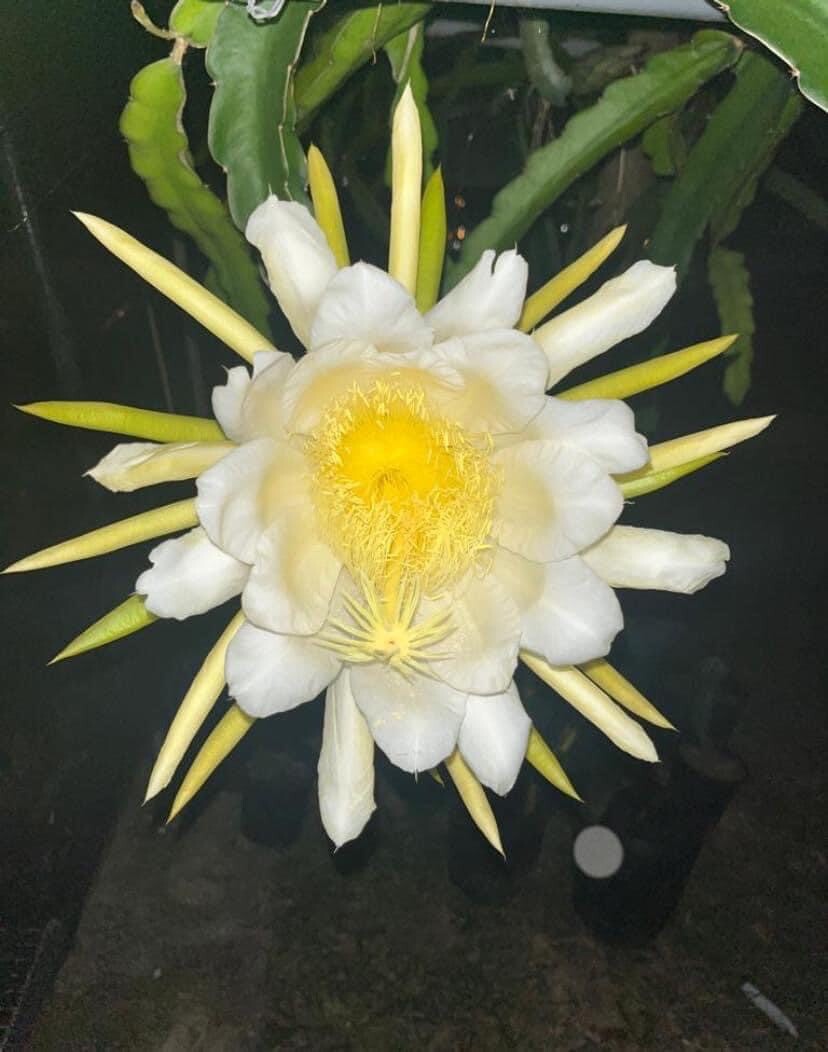 One sweet, Julie, DRAGON FRUIT CUTTING 8- 12 Inches