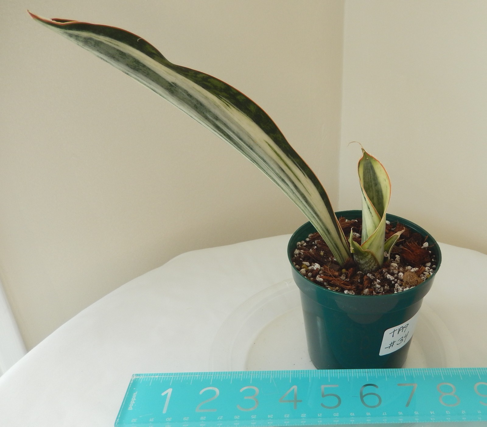 White Variegated Whale Fin Sansevieria Rooted In 4″ Pot Tag #34