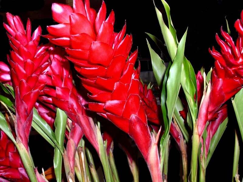 Hawaiian Red Ginger Alpinia Purpurata Starter Plant 6 to 10 In. Tall NO BLOOM