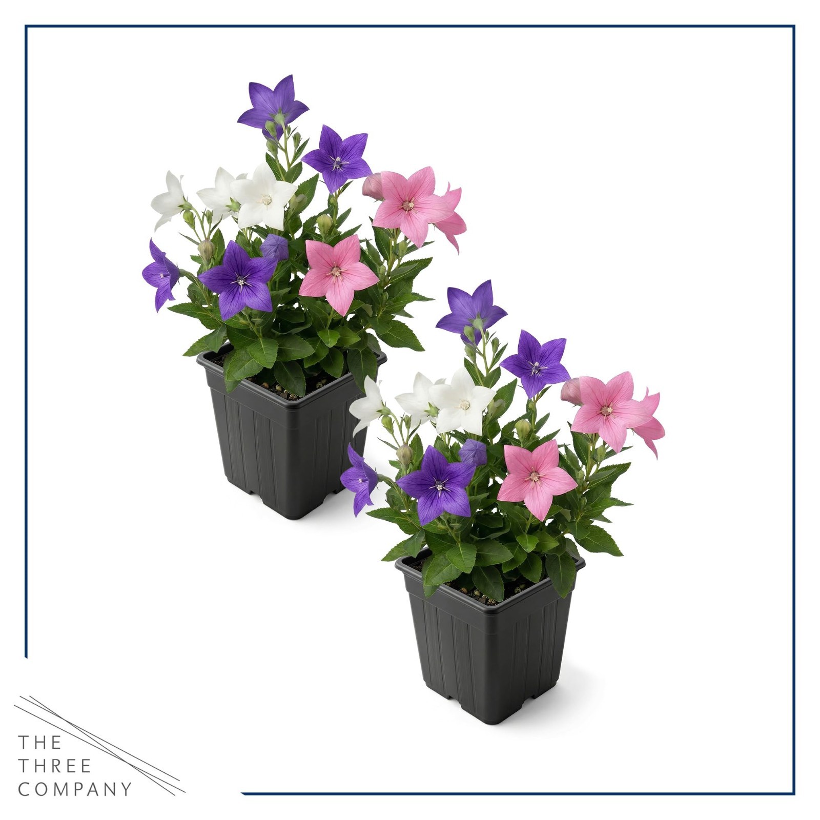 Blooming Pink Balloon Flower 2-Pack – Summer Perennial Plant, 10″ Tall, 1 Qt Pot