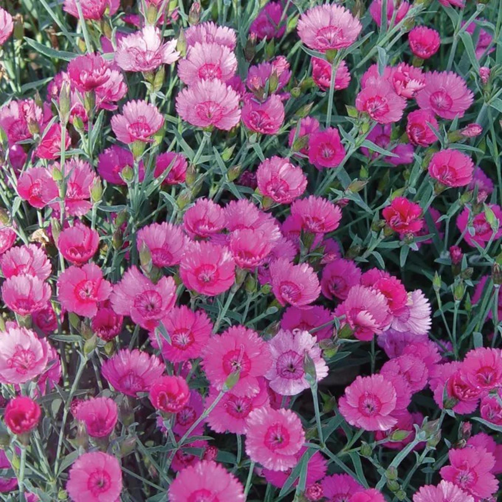 3000 Hummingbird & Butterfly Pollinator Wildflower Seeds Mix Non-GMO