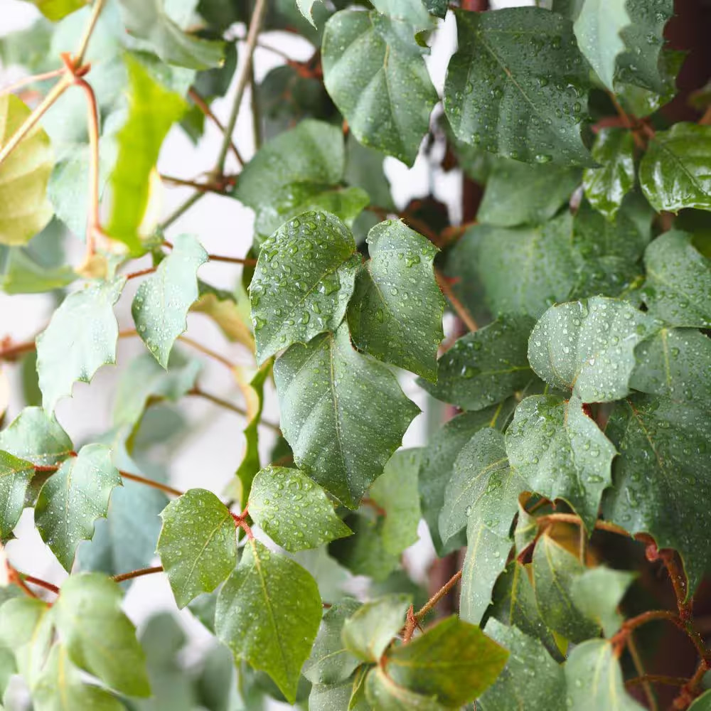 6 In. Cissus Rhombifolia Grape Leaf Plant in Grower Container