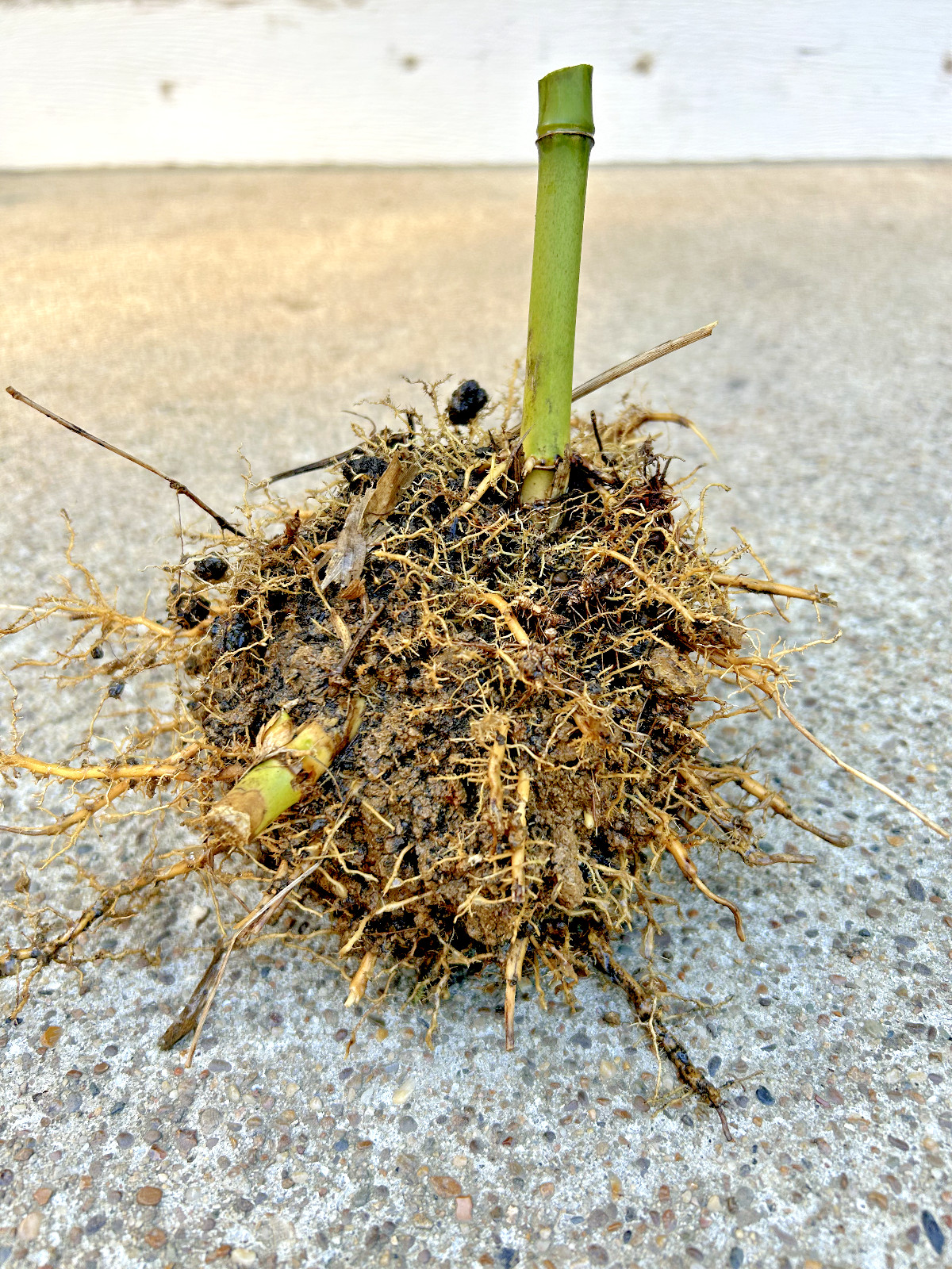 Live MOSO Bamboo Root Approx 5 in tall