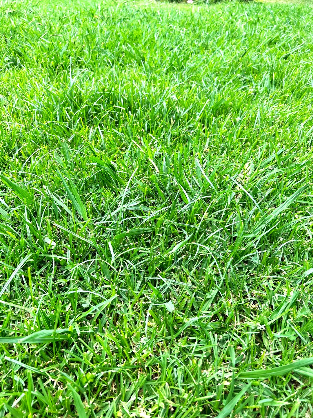 Climax Timothy Grass Seeds – For 2026 Planting Hay Pasture Meadow Lawn Landscape
