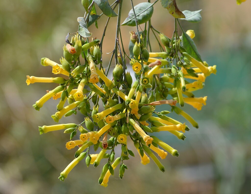 Tobacco Tree, Nicotiana Glauca – 1000+ Seeds – USA