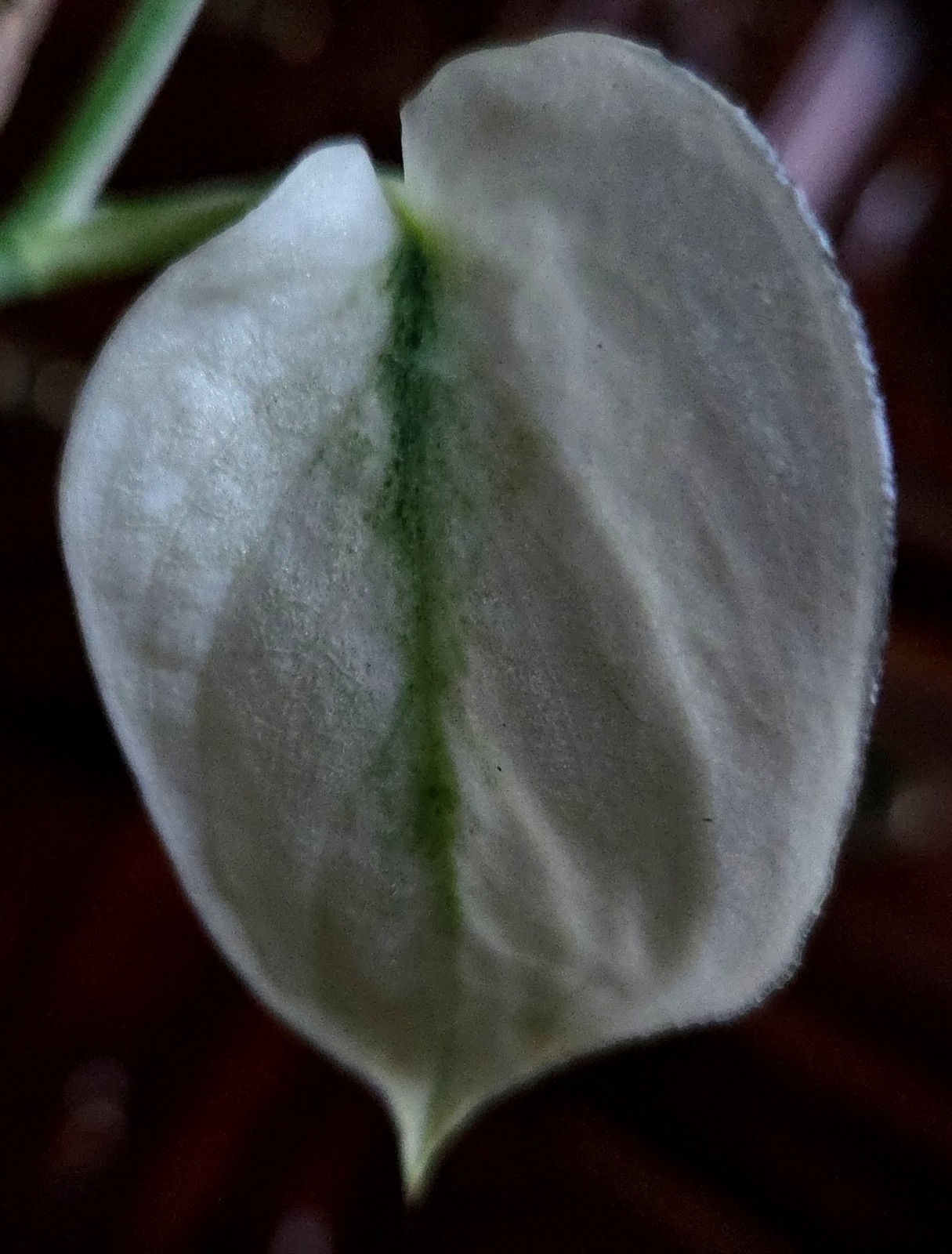 Rare Scindapsus Mayari Albo 18″ Tall not Aroid Monstera Philodendron Anthurium