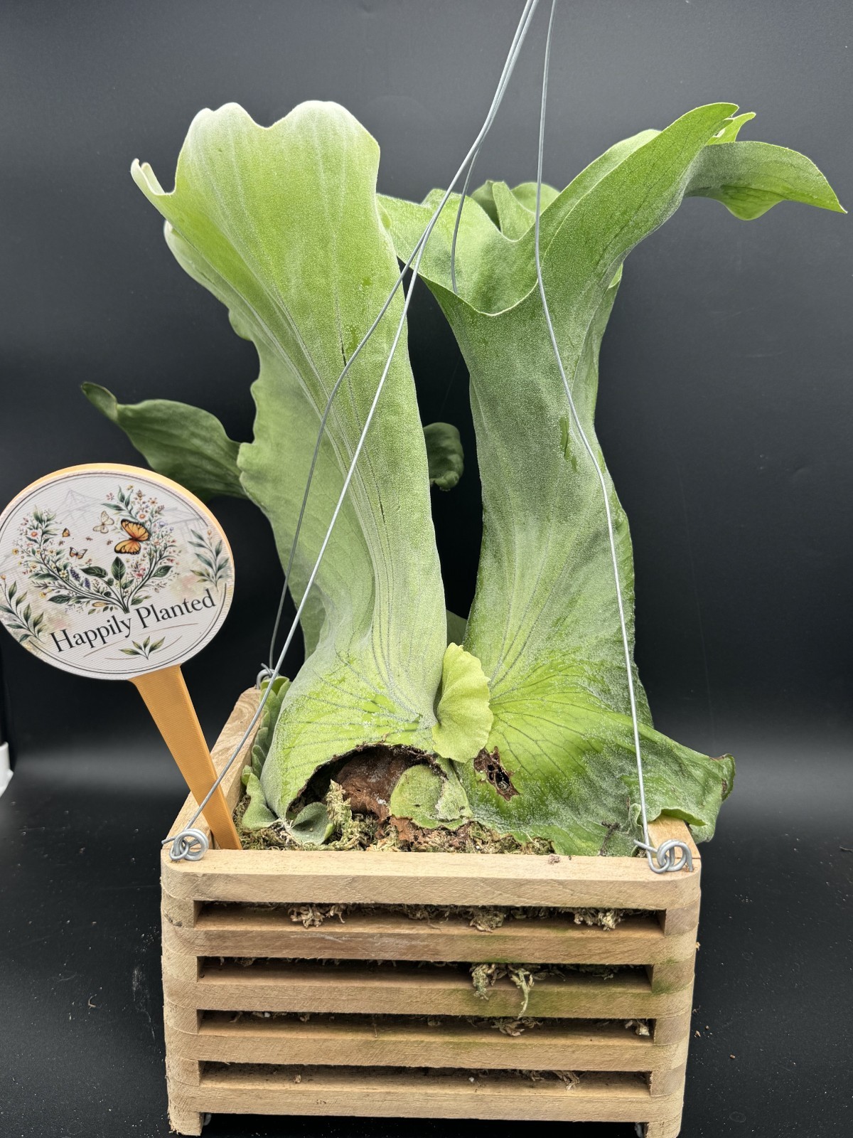 Platycerium Superbum Staghorn – 8″ Vanda Box – Exact Plant – Free Shipping