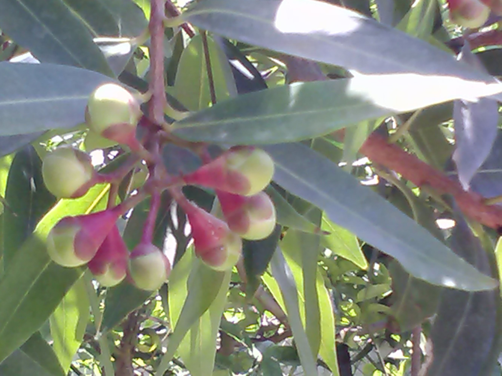 Golden ROSE APPLE Syzygium Jambos Tropical BIG Fruit Seedling Rooted Plant Tree