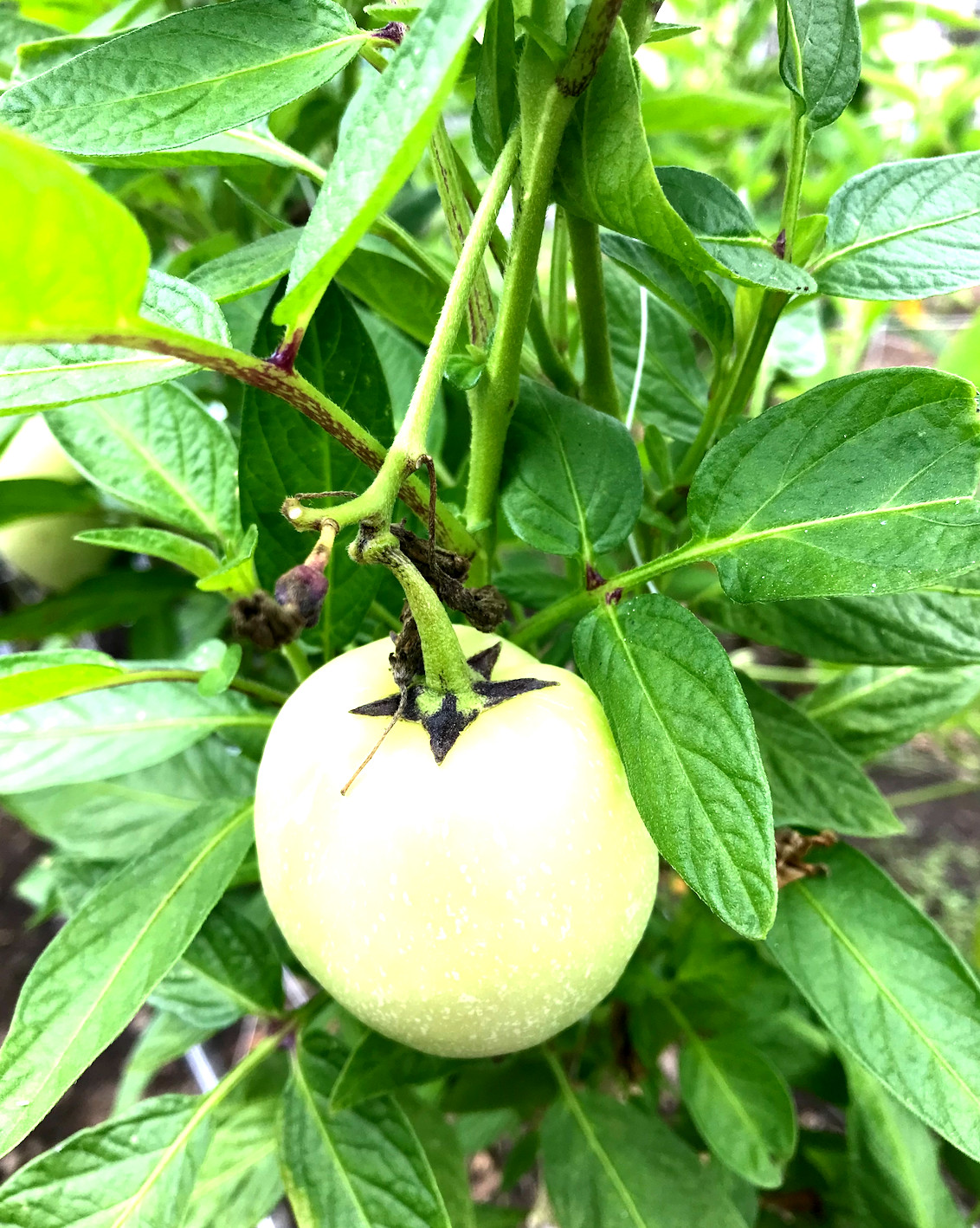 6 Cuttings of the ‘Vista’ variety pepino melon – delicious sweet cucumber.