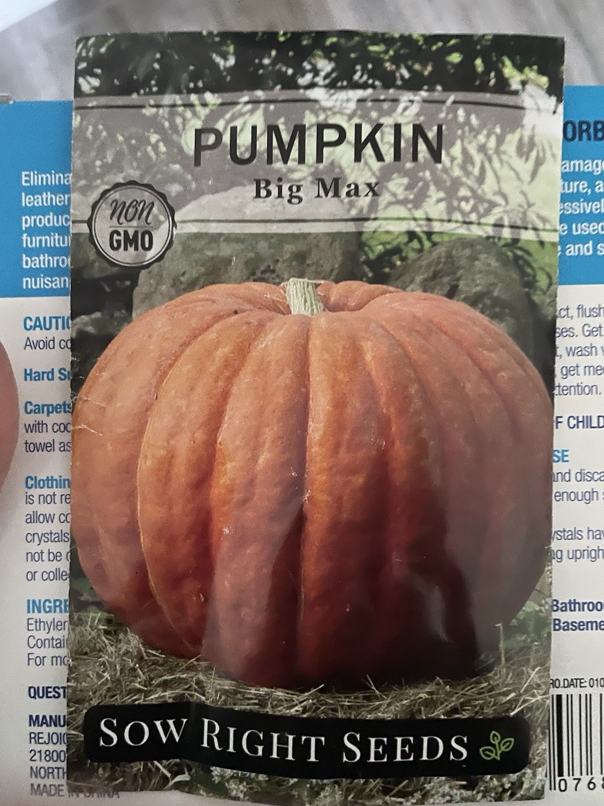 Sow Right Seeds – Big Max Pumpkin for Planting – Non-GMO Orange