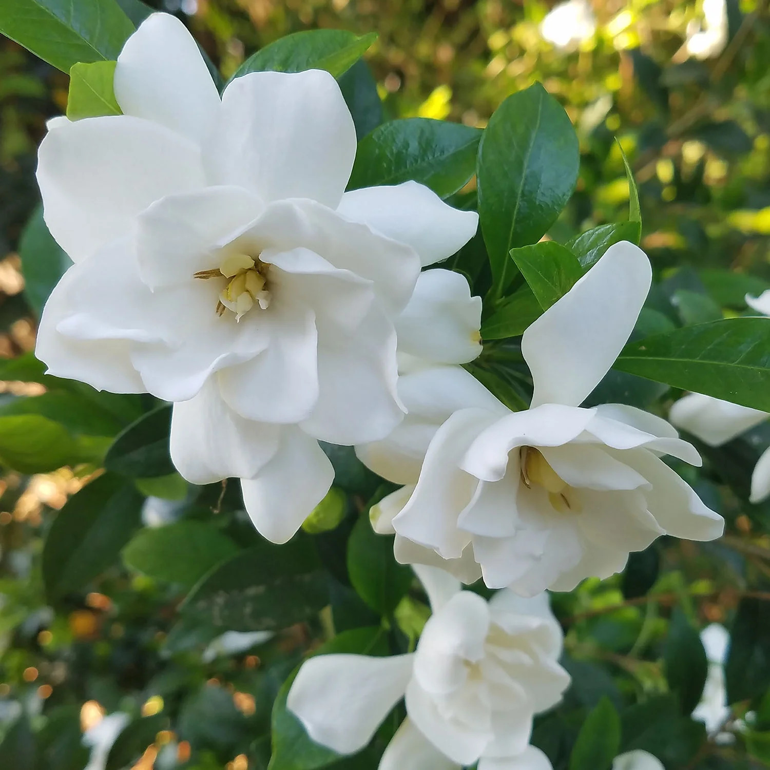 Jubilation Gardenia Live Shrub in 2.5-Quart Grower Pot