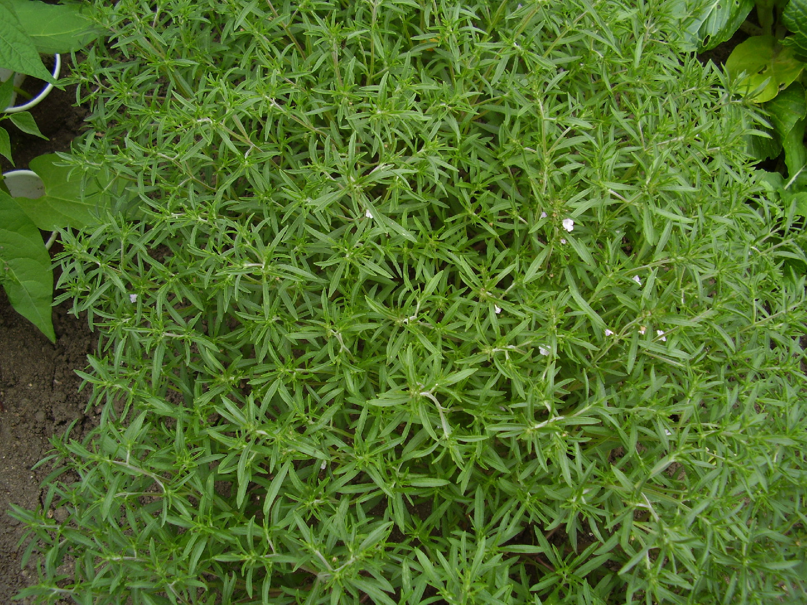 savory, SUMMER SAVORY HERB, 510 seeds! GroCo