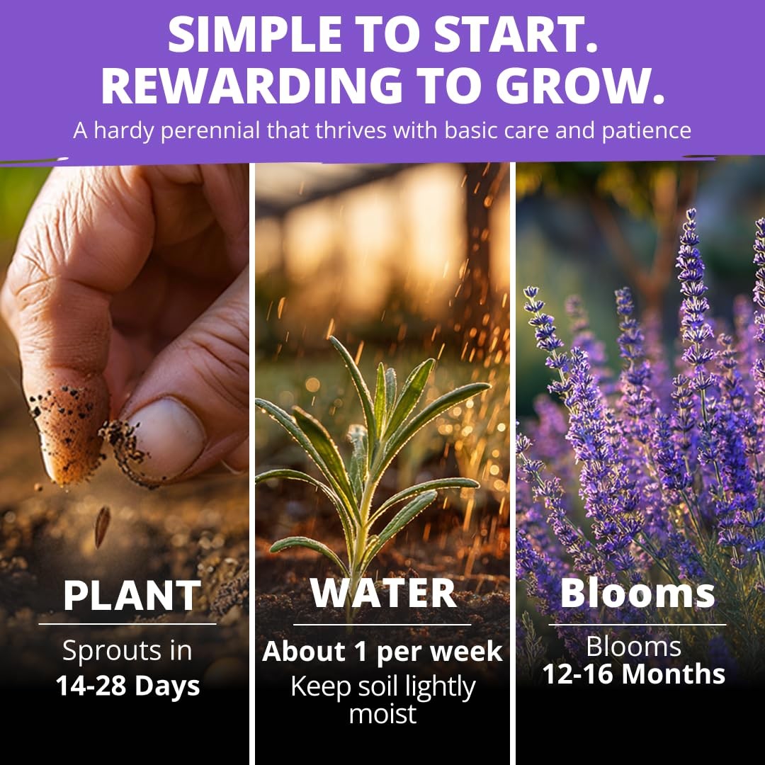 HOME GROWN Non GMO English Lavender Seeds 3,000+ Wildflower 2-Pack, Purple