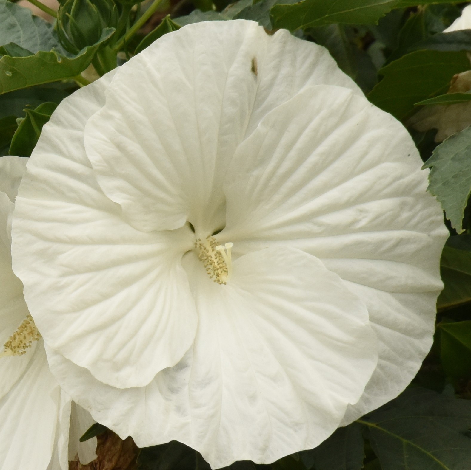 bush hibiscus MARSHMALLOW MOON big flower hardy 2.5″ pot = 1 Live Potted Plant