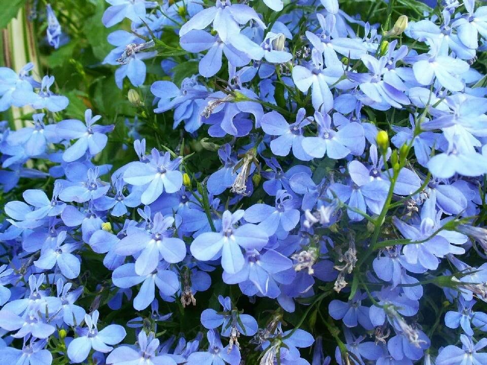 Lobelia Cambridge Blue seeds 100 seeds