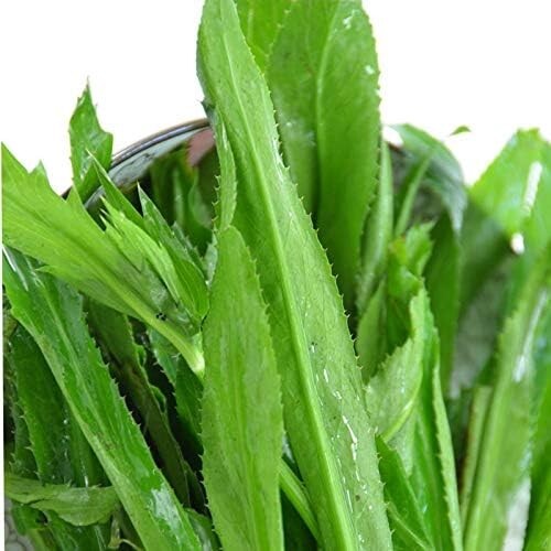 1000+ CULANTRO SEEDS,MEXICAN CORIANDER, CILANTRO ANCHO,RECAO