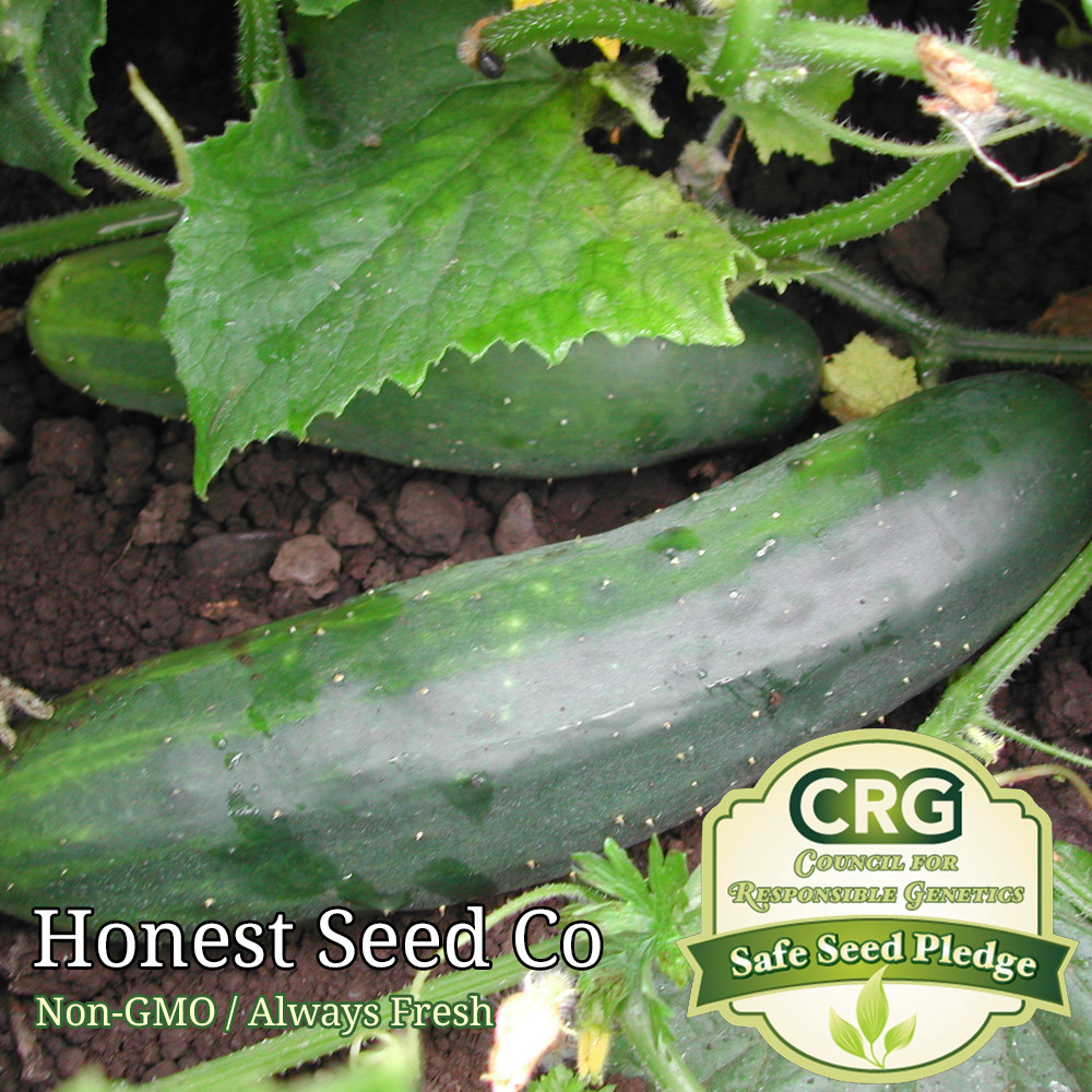 50+ Marketmore 76 Cucumber Seeds | Non-GMO | Heirloom | Fresh Garden Seeds USA