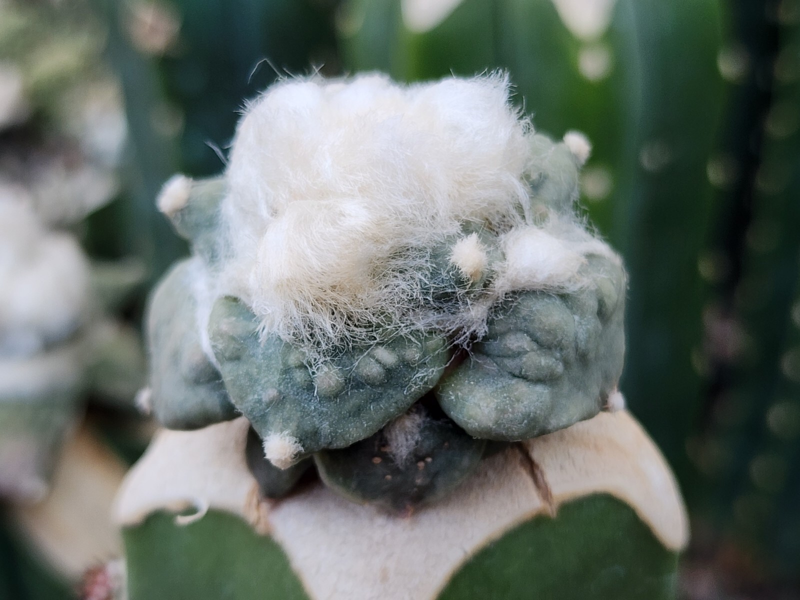 Ariocarpus retusus Cv Cauliflower – 10 Seeds