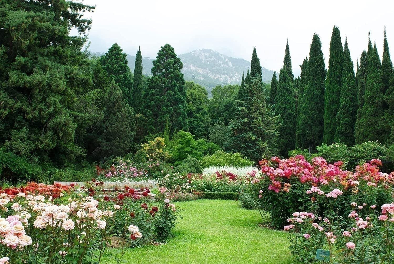Italian Cypress | 2 Inch | Cupressus sempervirens | Low Maintenance | Hardy