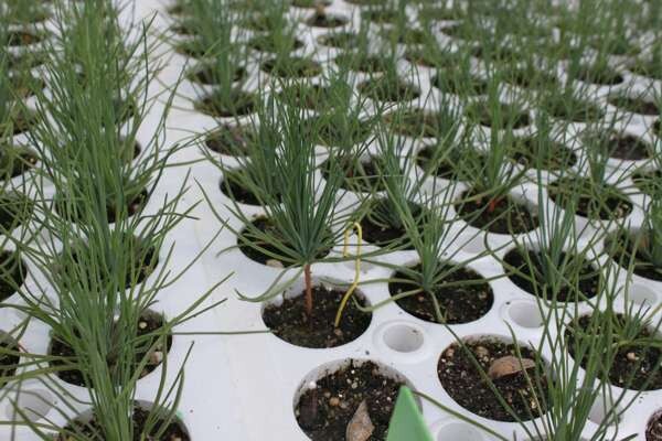Loblolly Pine Tree | Premium Seeds | Pinus taeda | Plants’®