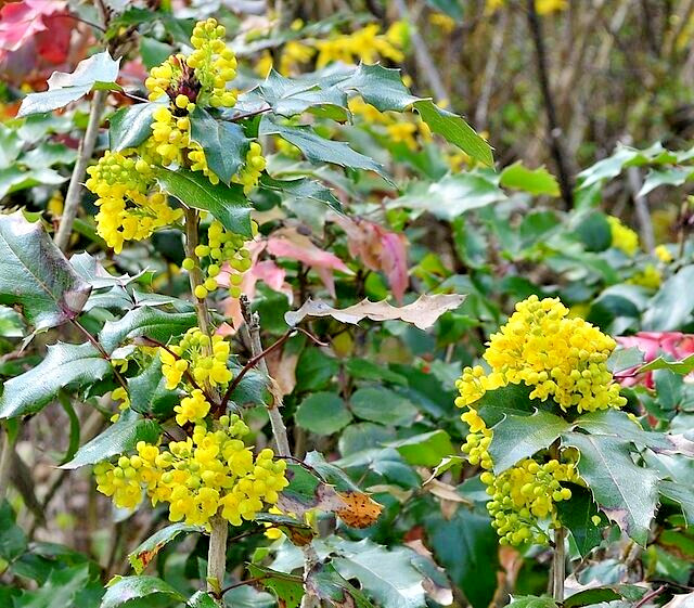 Oregon grape holly, 50 seeds. native wildflower, Mahonia aquifolium. USA seller