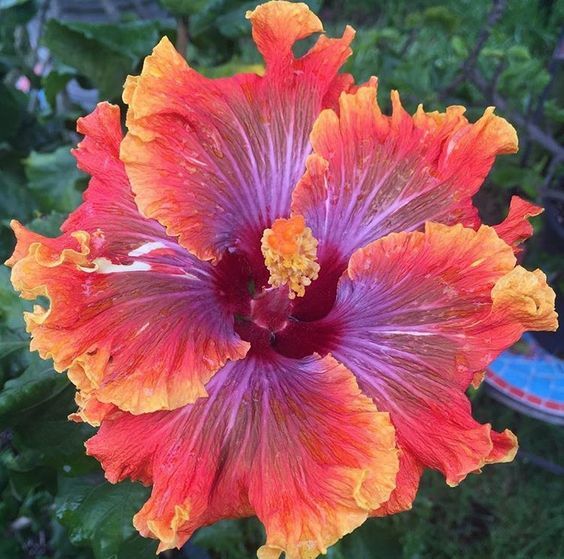 20 Purple Orange Pink Hibiscus Seeds Flowers Flower Seed Perennial Bloom 466