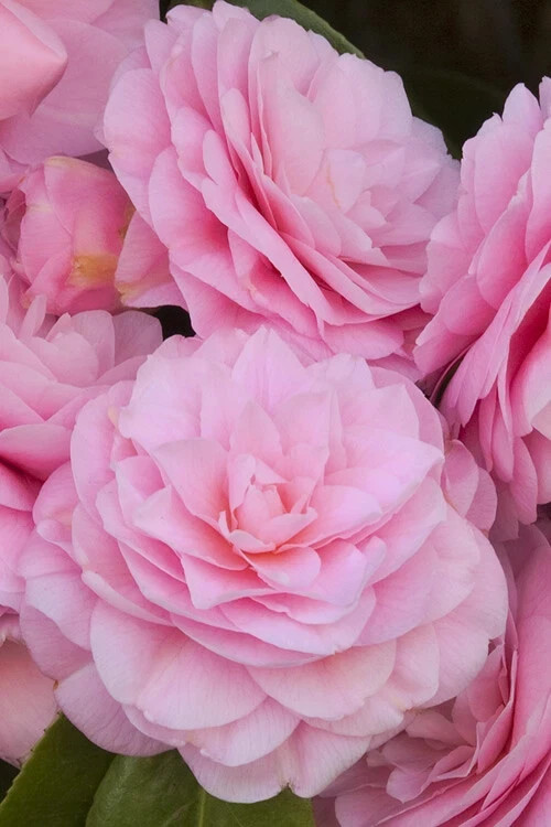 **PEARL MAXWELL**Camellia Japonica–Live STARTER Plant–VERY UNIQUE PINK BLOOMS!