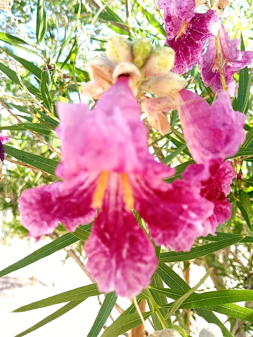 40+ DESERT WILLOW SEEDS Fresh AZ 2025 Purple Rose Orchid Drought Toler FREE SHIP
