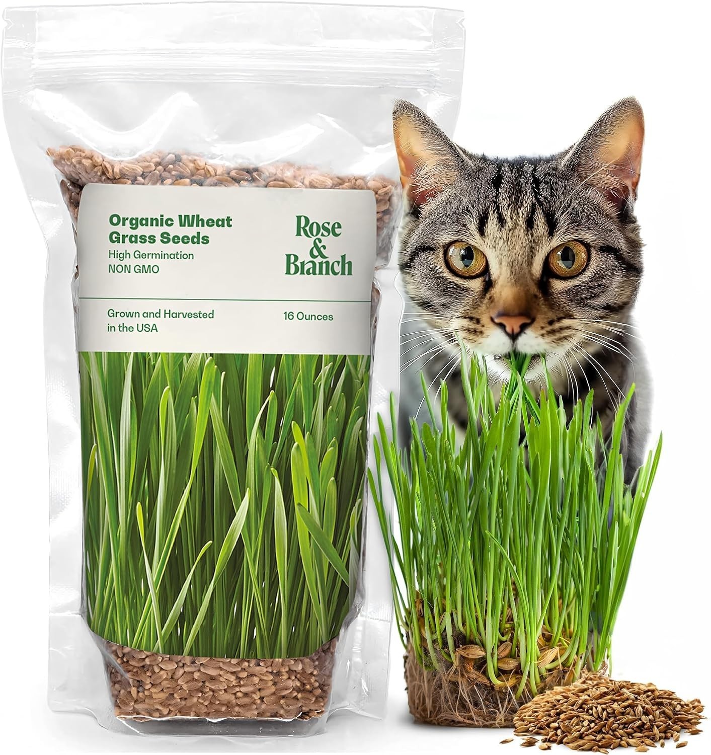 100% Organic Wheat Grass Seeds for Indoor Cats – Fast Growing & Nutritious 16 oz