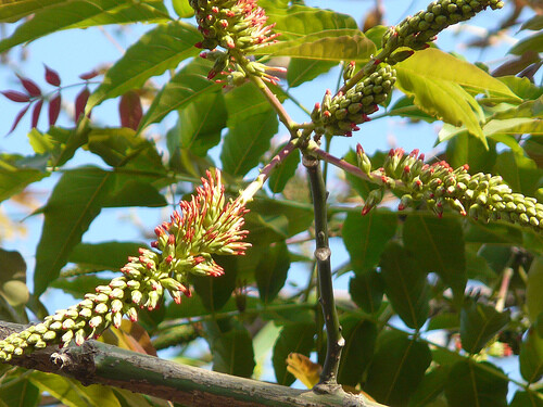 Acrocarpus Fraxinifolius Tree 100 Seeds, Pink Cedar Erosion Control Fodder