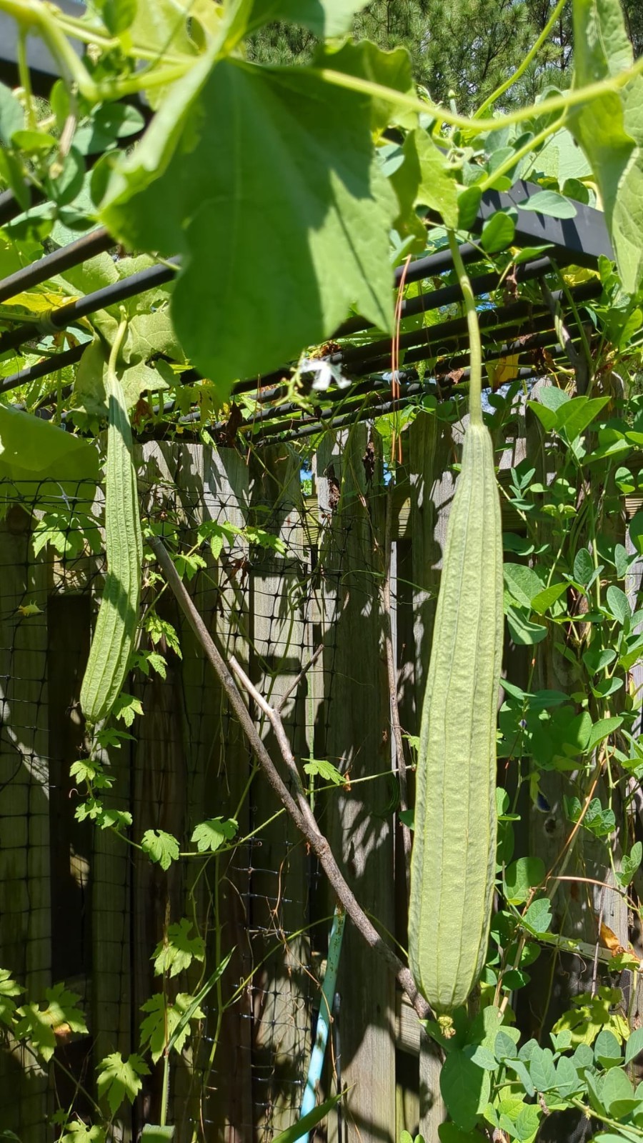 Ridge Gourd Chinese Okra Peerkangai Beerakai 10 Seeds Produce In 50 Days