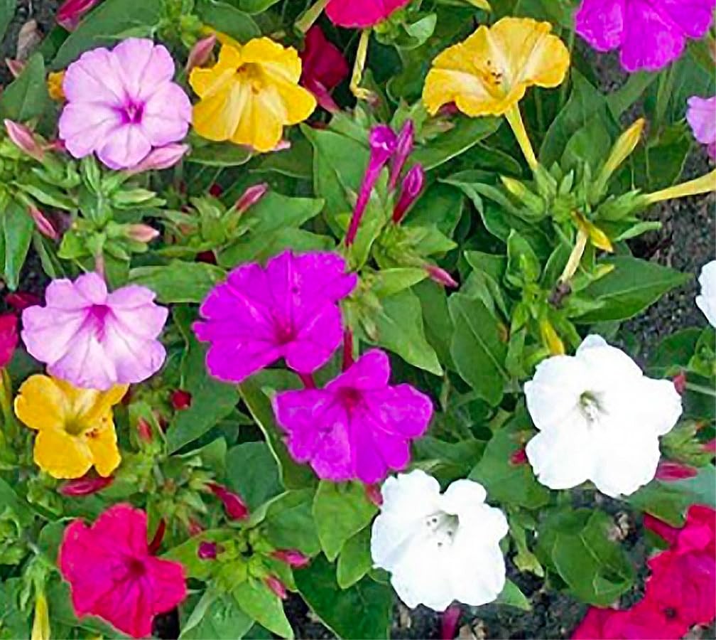 Mixed Four O’Clock Seeds Easy Reseeding Tender Perennials for Your Garden
