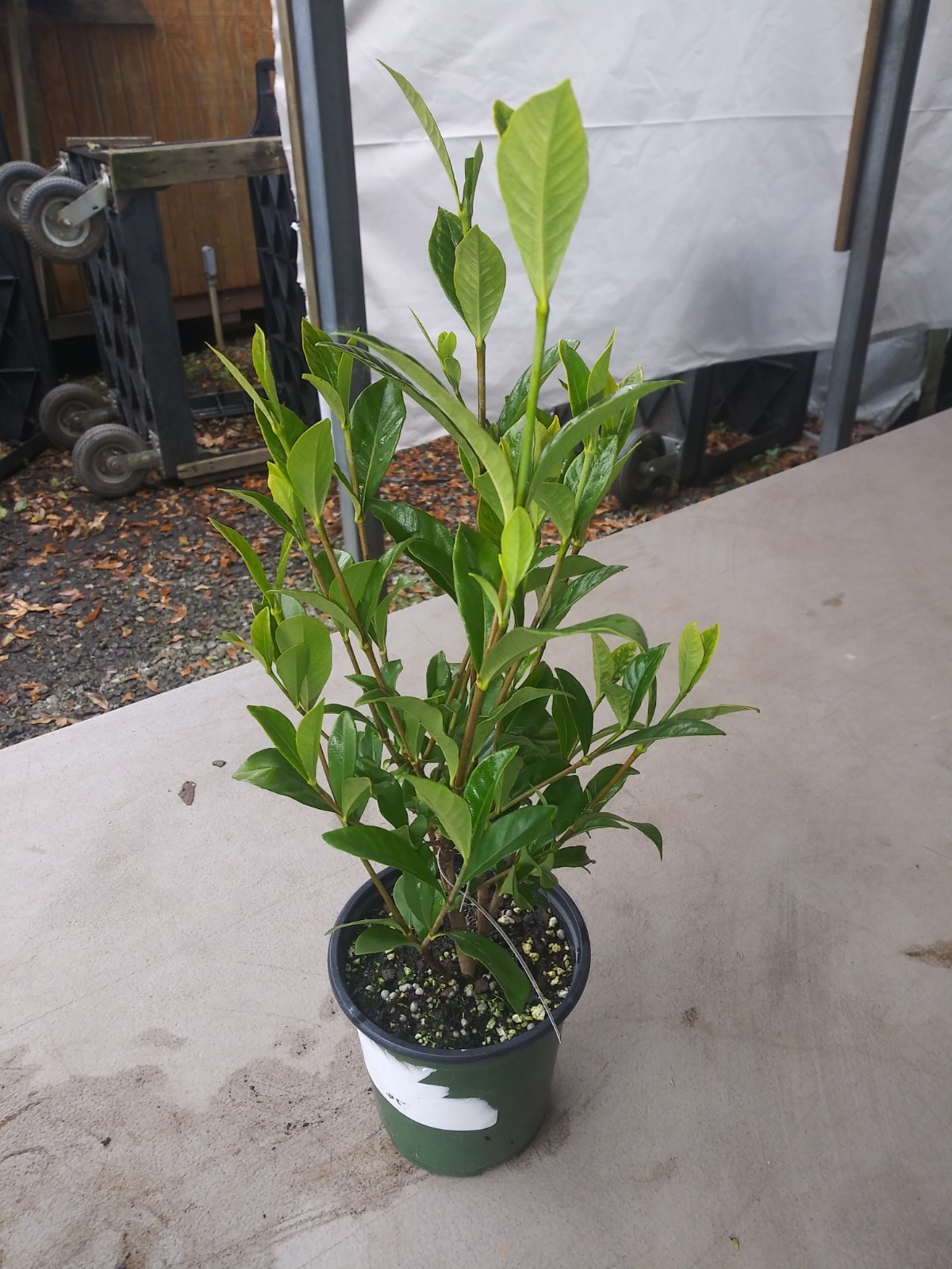 August Beauty Gardenia – Live Plant – ( 1 QT )