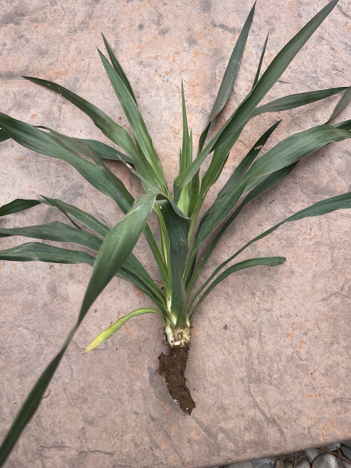 Yucca Bare root Small (Spanish Bayonet Variety) Look Like Palm Trees