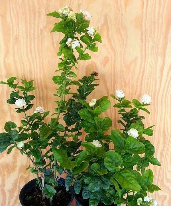 4″ Pot~Grand Duke of Tuscany Jasmine~Jasminum Sambac~Extremely Fragrant!