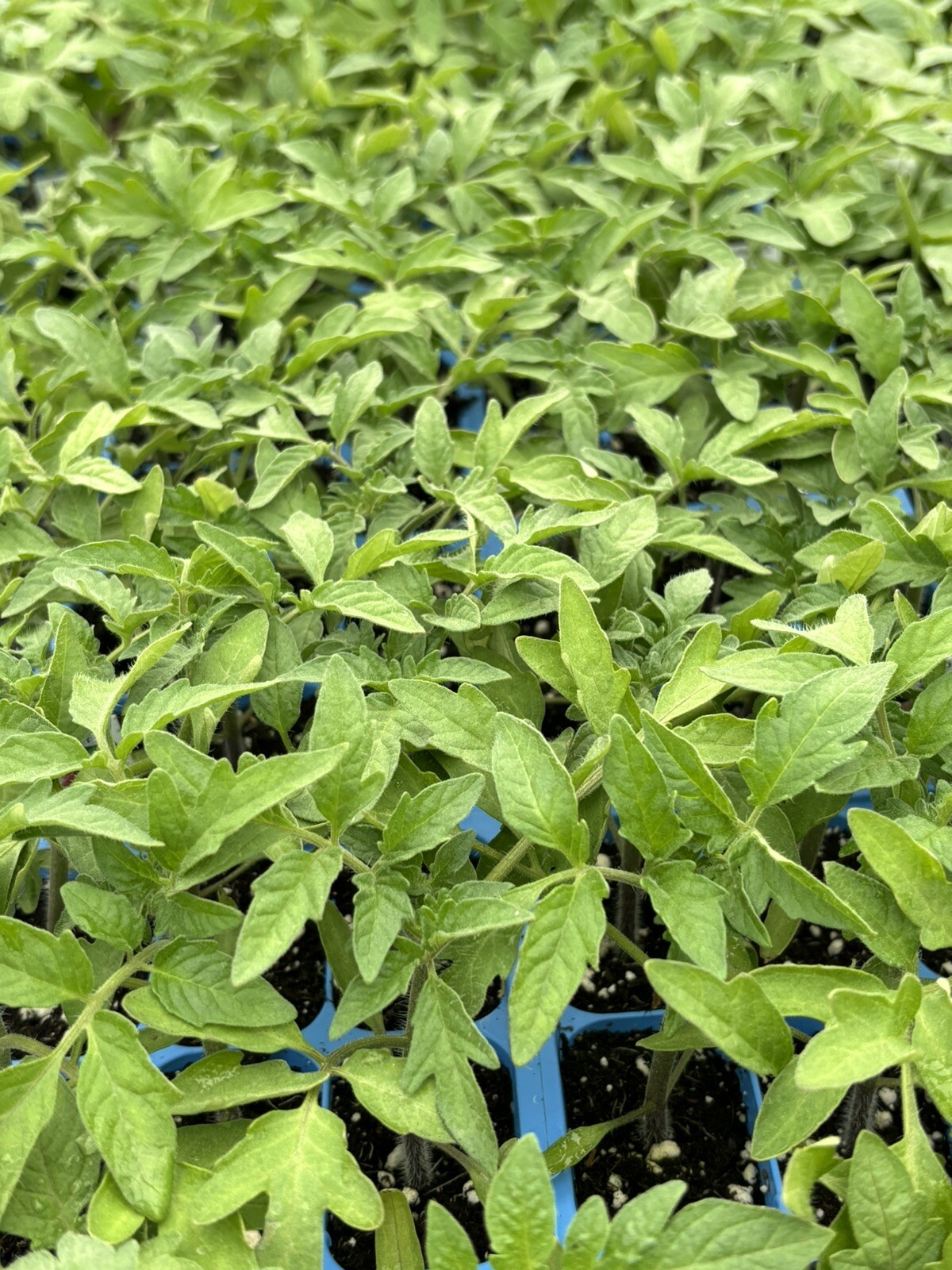 Lot of 2 CHEROKEE PURPLE TOMATO LIVE PLANTS 6 to 10 inches 60+ Days Old
